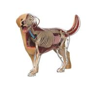 harayaa Modèle Anatomique de Chat Maquette Figurine Set Didactique en Plastique avec Corps Clair Révélant Squelette et Organes Manipulation des Pièces pour