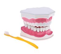 harayaa Modèle de Bouche Humaine Ensemble Dents Outil Support Enseignement Model Amovible Fonction PVC Convient à la Formation