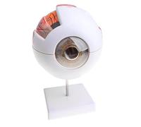harayaa Modèle D'Œil Humain Démonté Anatomie Visualisation Nerveuse Amovible Magnification PVC Destiné à Instrument Éducatif Observation, C