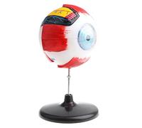 harayaa Modèle D'Œil Humain Démonté Anatomie Visualisation Nerveuse Amovible Magnification PVC Destiné à Instrument Éducatif Observation, B