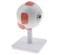 harayaa Modèle D'Œil Humain Démonté Anatomie Visualisation Nerveuse Amovible Magnification PVC Destiné à Instrument Éducatif Observation, A