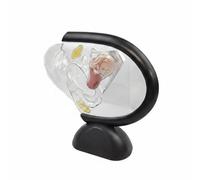 harayaa Modèle Utérus Transparent Maquette Anatomique Uterus Modèle Gynécologique Outil d'Enseignement en PVC pour Repérage des Structures et Démonstration