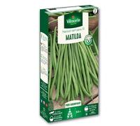 Vilmorin - Graines de Haricot mangetout Matilda