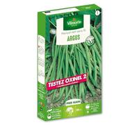 Haricot Nain Vert Argus + échantillon Oxinel 2
