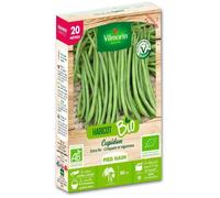 Haricot nain vert sans fil Cupidon bio 20m Vilmorin