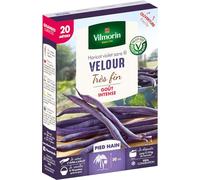 Haricot Nain Violet Velour - 20 m