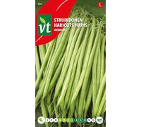 Haricots Aiguillon Graines - Gousses très longues, très fines et goûteuses