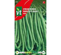 Haricots Argus Graines - Haricot vert à gousses très longues