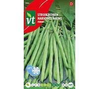 Haricots Ferrari Graines - Belles gousses fines, d’un vert foncé luisan