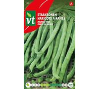 Haricots 'Grappe de Malines' Graines - Variété ancienne à cosses aplaties, mais appétissante et productive