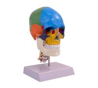 Harilla Anatomie Du Crâne Humain, Modèle de Cerveau, Salle de Classe Scientifique,