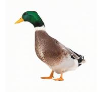 Harilla Canard en Aylique À | Face, Fantaisiste, Décoration, pr Pelse, B