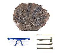 Harilla Dinosaur Excavation Kit Science Kit Jouets Jouets d'apprentissage Précoce pour, calcul