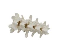 Harilla Human Spine Model Demonstration Model Experiment Classroom Teaching For Kids