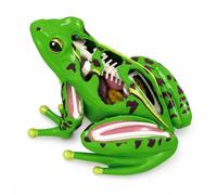 Harilla Maquette de Grenouille Anatomique Modèle d'Amphibien Kit d'Anatomie 3D Ensemble Éducatif Organs Amovibles avec Fiches Étude Suitable pour Enseignement