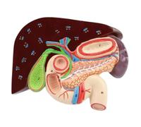 Harilla Modèle d'anatomie de l'estomac humain, outil pédagogique précis pour l'affichage sur ordinateur