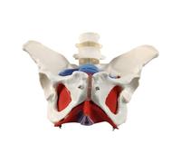 Harilla Modèle de Bassin Féminin, Modèle de Squelette Féminin avec Muscles du Plancher, Figurine Lombaire pour Université, Sage-femme, Obstétrique Enseignant