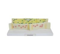 Harilla Modèle de Cellule Végétale, Modèle de Cellule Biologique, Projets Scientifiques, Jouet Pédagogique sur Les Sciences de La Vie