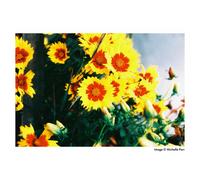 HARMAN Photo - 1 film couleur Phoenix 200 120