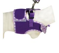 Harnais air mesh et laisse pois Violet Taille : XS - DOOGY CLASSIC