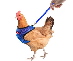 Harnais de poulet avec corde, harnais de poulet pour poules - Corde de traction réglable du harnais respirant,Fournitures pour animaux de compagnie, pouce de poule de poule de 3,6 pieds pour l'entraîn