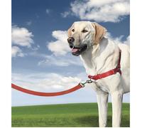 PetSafe Harnais Easy Walk avec boucle Anti-Traction et laisse de 1,8 m, promenade confortable pour vous et lui - 4 points de Réglage - Résistant, facile à mettre et enlever - Rouge, taille L