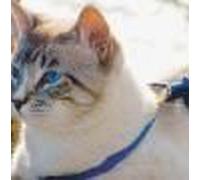 Harnais+Laisse Easywalk Chat S Bleu Poitrail De 23 À 28 Cm