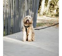 Harnais pour chien actif Kentucky Velvet Noir XL