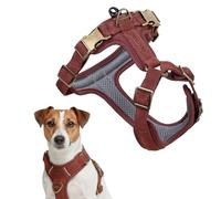 Harnais pour Chien Peluvio Lord en Cuir Véritable, Taille S, avec Renforts, pour Petits et Moyens Chiens. Confort et Liberté de Mouvement, avec Un Maintien Stable. Disponible des Tailles XS à XL