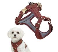Harnais pour chien Peluvio Lord en Cuir Véritable, Taille XS, avec Renforts, pour Très Petits Chiens et Chiots. Confort et Liberté de Mouvement, avec un Maintien Stable. Disponible des Tailles XS à XL