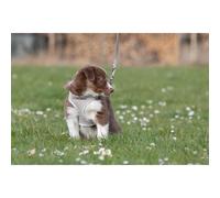 Harnais pour Chien Trixie Junior Gris clair M/L
