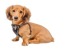 Harnais pour Chiot de HALTI Anatomy - Offre à Votre Chiot Une liberté de Mouvement pour des promenades Confortables. 4 Points de réglage. Convient aux Races de Chiens Miniatures (Taille XS, Gris)