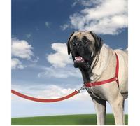 Harnais Easywalk Chien Xl Rouge
