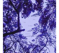 Harp Beats and Dreams