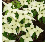 Hartriegel japonais - Cornus kousa Chinensis - 50-60 cm en conteneur