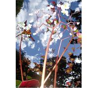 HAS/HAS HUMAN AUDIO SPONGE Live in Barcelona-Tokyo [DVD]