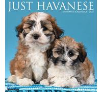 Havanese 2027 Wall