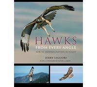 Hawks from Every Angle: How to Identify Raptors in Flight