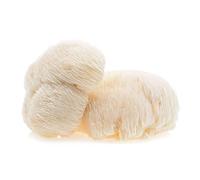 Hawlik Pilzbrut - BIO Culture de Lions Mane - Kit champignons à faire pousser- Cultiver soi-même Hericium - Set de culture de champignons crinière de lion - Kit champignon pour la maison