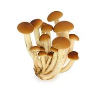 Hawlik Pilzbrut - BIO Pholiote du peuplier à cultiver soi-même - Kit champignon peuplier pour cultiver à domicile - cultiver des champignons frais - kit champignons à faire pousser