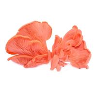 Hawlik Pilzbrut - Culture de pleurote rose biologique, facile à cultiver soi-même des pleurotes djamor, kit de culture de champignons, kit champignon à faire pousser, récolter des champignons frais