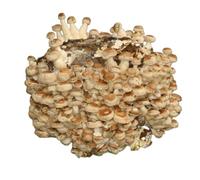 Hawlik Pilzbrut - Culture de Shiitake BIO à cultiver soi-même XXL - cultiver des champignons Shiitake facilement - Kit champignon complete - Cueillir champignons frais