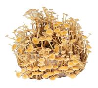 Hawlik Pilzbrut | Enoki Set d'élevage de champignons | Facilement cultiver des champignons | Enoki Mushroom Kit culture champignons pour la maison | Kit champignon sans connaissances préalables