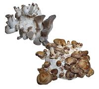 Hawlik Pilzbrut I l'original I BIO mélange kit champignons à faire pousser I 2 cultures pour cultiver soi-même I shiitake et pleurote du panicaut I cultiver des champignons frais | kit champignon