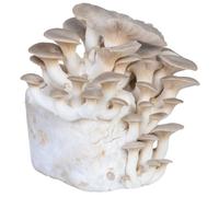 Hawlik Pilzbrut - Kit champignon - XXL BIO Culture de pleurotes du panicaut pour cultiver soi-même - un jeu d'enfant pour cultiver des champignons pleurote - Kit champignons à faire pousser