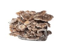 Hawlik Pilzbrut - Kit de culture de champignons BIO Shiitake - 2,5 kg de substrat de champignons prêt à l'emploi avec mycélium - Kit de culture de champignons Shiitake - Kit complet pour la culture à