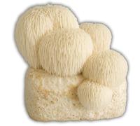 Hawlik Pilzbrut Kit de culture de champignons pour Lion's Mane/Hericium erinaceus - Culture de champignons bio pour une culture facile à la maison - Kit de culture de champignons à épines de hérisson