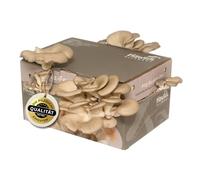 Hawlik Pilzbrut - Kit de culture de Pleurote en Huître - Kit champignon pour cultiver soi-même - un jeu d'enfant pour cultiver et récolter des pleurotes - Petit kit champignons à faire pousser