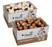 Hawlik Pilzbrut - Lot de 2 champignons de Paris de culture XXL - Grand kit champoignon - Cultiver des champignons vous-même - sans connaissances préalables - Kit champignons à faire pousser