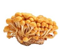 Hawlik Pilzbrut - Pholiote Nameko Kit de culture de champignons Biologique - Facile à cultiver soi-même - Kit de culture prêt a pousser pour la maison - Kit champignon à faire pousser avec mycélium